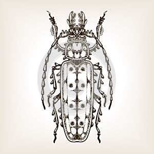 Bug engraving vector illustration