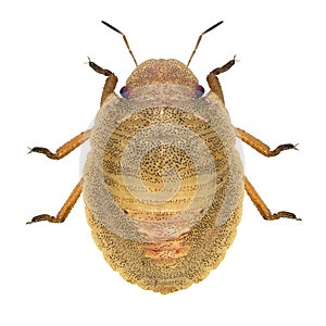 Bug, Eurygaster maura, Scutelleridae. Nymph