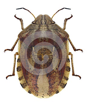 Bug Eurygaster testudinaria