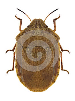 Bug Eurygaster testudinaria