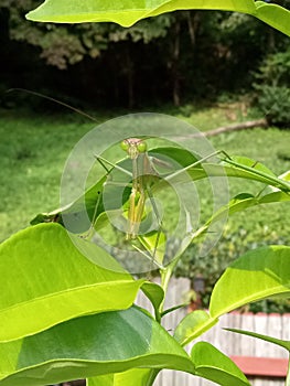 Bug Eyed Praying Mantis