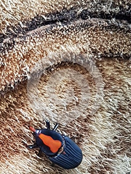 bug feasting on on sawn tree trunk