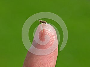 Bug on fingertip