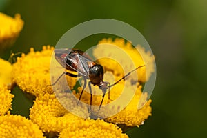 Bug on a flower