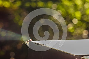 Bug on a foliage background with circular bokeh