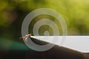 Bug on a foliage background with circular bokeh