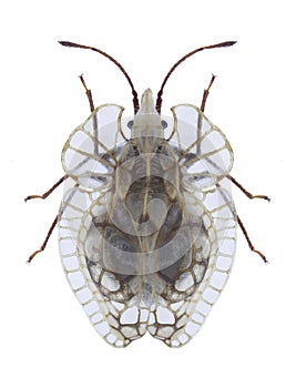 Bug Galeatus sinuatus