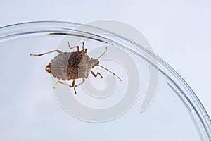 Bug in glass container on white table photo