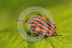 Bug Graphosoma lineatum