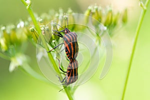 Bug Graphosoma Lineatum Mating On Meadow  Close Up