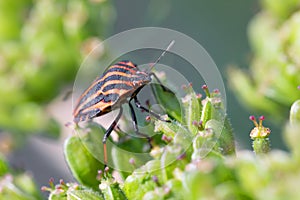 Bug graphosoma lineatum - striped beetles