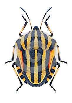 Bug Graphosoma lineatum