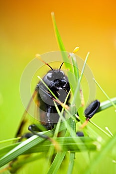 Bug in the grass