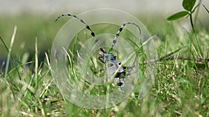 Bug in Grass, Blue Gray Beetle With Black Spots Long Antennae Closeup View Rosalia Longicorn Insects