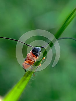 Bug on the grass. Insects, animals, macro photography.