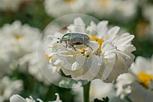 Bug of green  color on the daisy cammomile flower