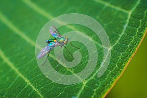 Bug on green leaf