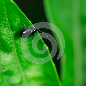 Bug, on a green leaf