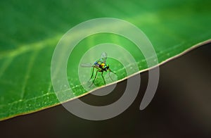 Bug on green leaf ,wallpaper style