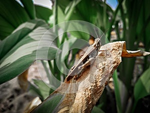 Bug on green leaves