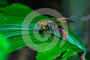 Bug on green leaves.