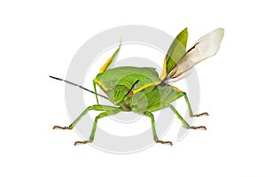 Bug Green stink bug Chinavia hilaris