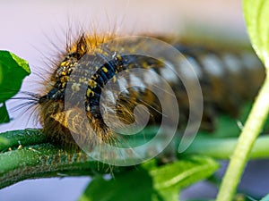 Bug, hairy, striped and spotted Euthrix Potatoria caterpillar. Face of Drinker Moth lavra