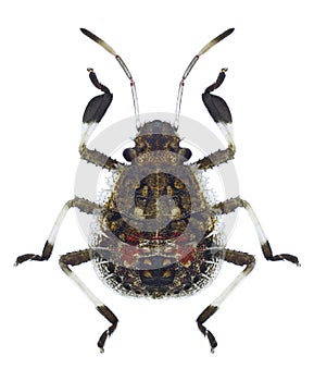 Bug Halyomorpha picus
