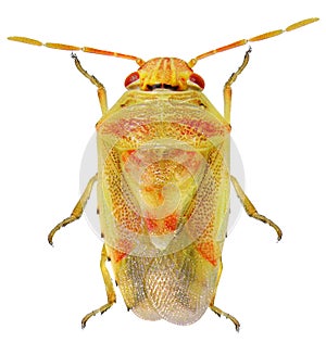 Bug Hemiptera