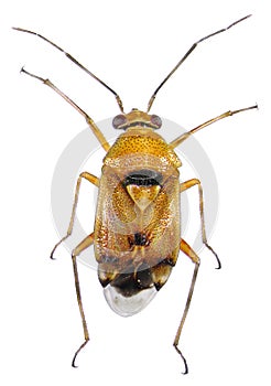 Bug Hemiptera: Miridae photo