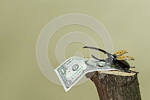 Bug on hemp with dollar