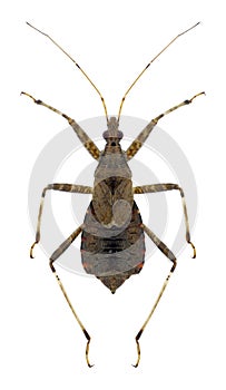 Bug Himacerus apterus