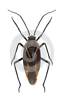 Bug Horistus infuscatus