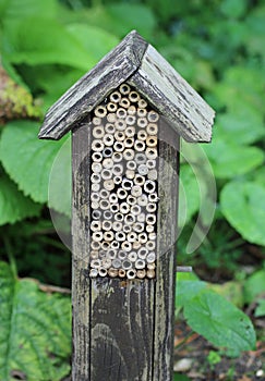 Bug hotel with bamboo canes in close up