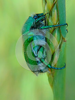 Green june beetle