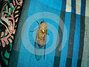 Bug insect close up isolated on colorful fabric background.detail