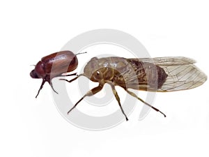 Bug insect close up isolated on White background.animal