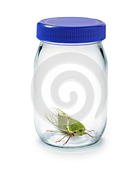 Bug Insect Glass Jar