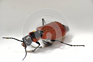 Bug Insect with a hard red elytra photo