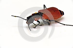 Bug Insect with a hard red elytra photo