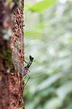 Bug insect life in forest raining season