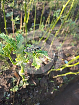 Bug insect in the ocra field  japan vegetables 