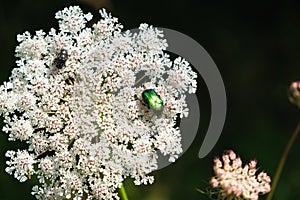 Bug and insect on the plant and flower