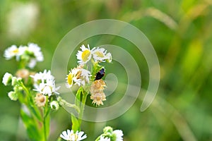 Bug and insect on the plant and flower