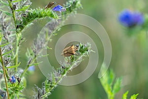 Bug and insect on the plant and flower