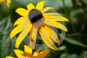 Bug and insect on the plant and flower