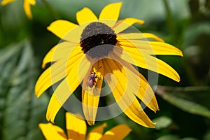 Bug and insect on the plant and flower