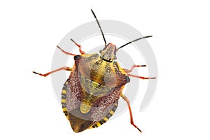 Bug isolated on white