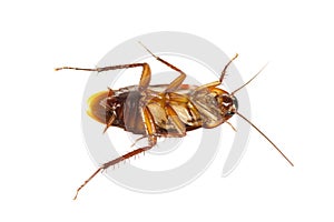 Bug isolated on white.