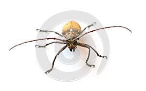 Bug isolated white background